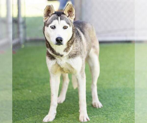 Medium Photo #2 Siberian Husky Puppy For Sale in Camarillo, CA, USA