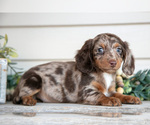 Small #1 Dachshund