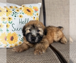 Soft Coated Wheaten Terrier Puppy for sale in DOSS, MO, USA