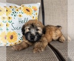 Small Soft Coated Wheaten Terrier