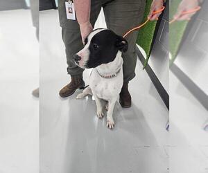 American Pit Bull Terrier-Unknown Mix Dogs for adoption in Temple, TX, USA