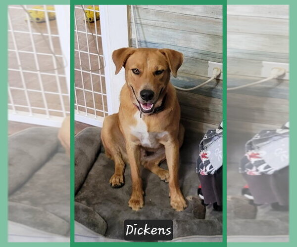 Medium Photo #7 Mutt Puppy For Sale in Granbury, TX, USA