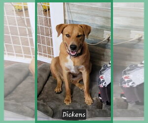 Dickens - Male Mutt Dog for Adoption - Photo #7