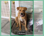 Small Photo #7 Mutt Puppy For Sale in Granbury, TX, USA