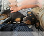 Small #9 Doberman Pinscher