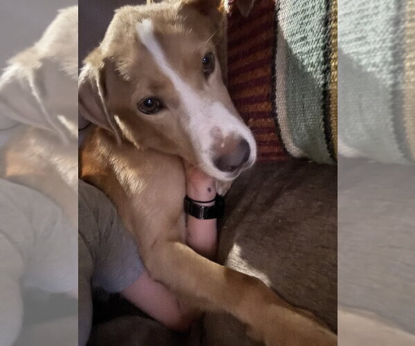 Medium Photo #2 Labrador Retriever-Unknown Mix Puppy For Sale in Mooresville, NC, USA