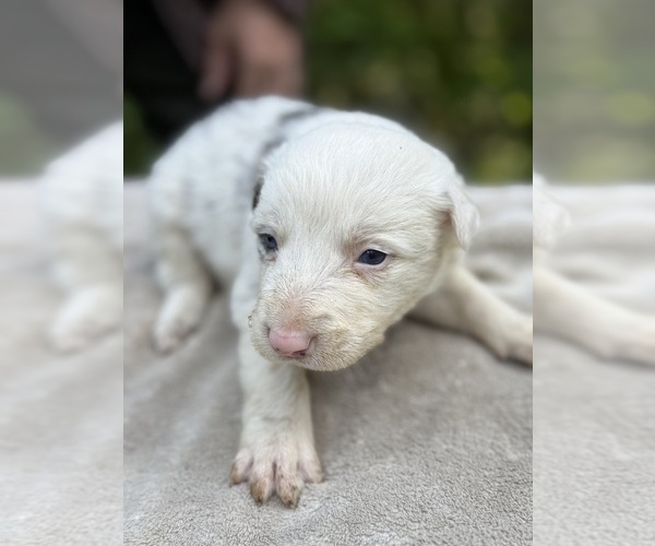 Medium Photo #67 Border Collie Puppy For Sale in MOSIER, OR, USA