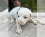 Small Photo #67 Border Collie Puppy For Sale in MOSIER, OR, USA