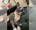 Small #2 American Pit Bull Terrier Mix