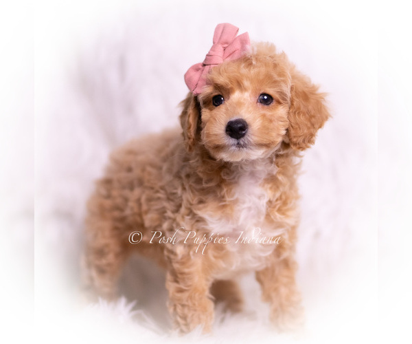 Medium Photo #31 Poodle (Miniature) Puppy For Sale in WARSAW, IN, USA