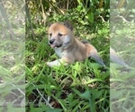 Small Photo #6 Shiba Inu Puppy For Sale in MERRITT IS, FL, USA