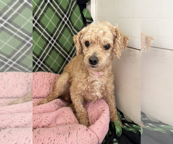 Medium Photo #3 Poodle (Miniature) Puppy For Sale in Pacolet, SC, USA