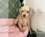 Small #2 Poodle (Miniature)