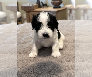 Havanese Puppy for sale in ANDERSON, SC, USA