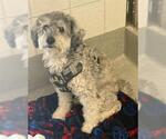JACOB - Male Poodle (Miniature)-Unknown Mix Dog for Adoption - Small photo