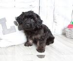 Small Photo #3 YorkiePoo Puppy For Sale in MARIETTA, GA, USA