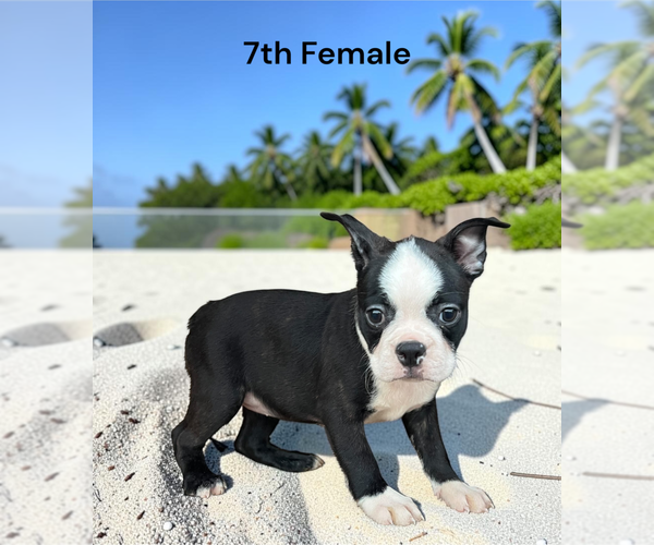 Medium Photo #1 Boston Terrier Puppy For Sale in EWING, KY, USA