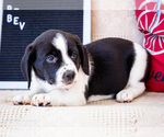 Puppy Bev Australian Cattle Dog-Basset Hound Mix