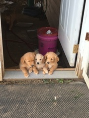 Golden Pyrenees Puppy for sale in BUTLER, OH, USA