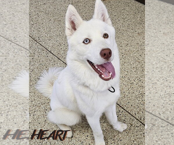 Medium Photo #2 Siberian Husky Puppy For Sale in Severn, MD, USA