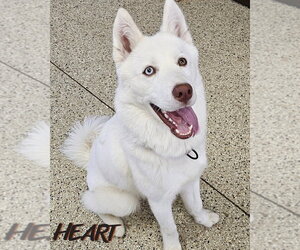 Asta - Male Siberian Husky Dog for Adoption - Photo #2
