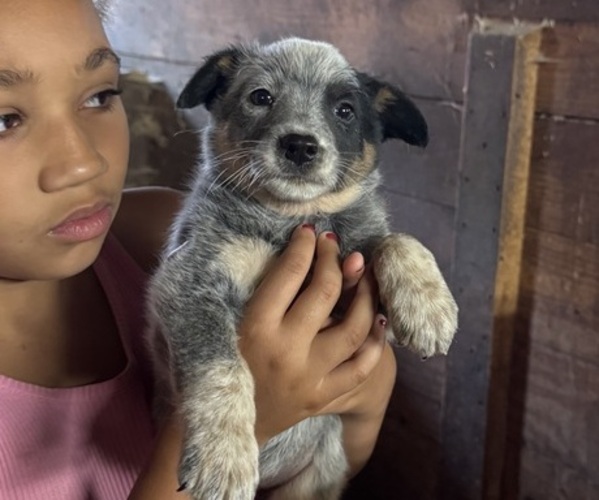 Medium Photo #10 Australian Cattle Dog Puppy For Sale in MIDDLEBORO, MA, USA