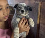 Small #9 Australian Cattle Dog