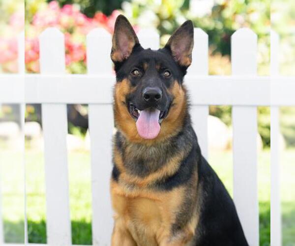 Medium Photo #2 German Shepherd Dog Puppy For Sale in Camarillo, CA, USA