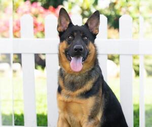 ANUBUS - Male German Shepherd Dog Dog for Adoption - Photo #2