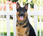 Small #1 German Shepherd Dog