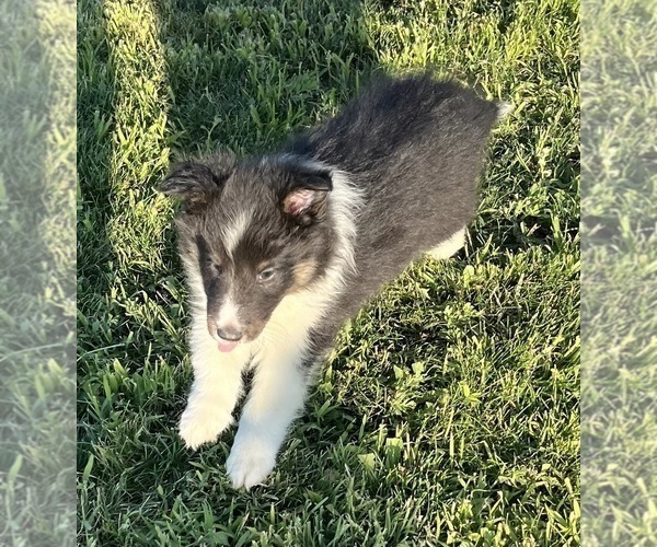 Medium Photo #16 Shetland Sheepdog Puppy For Sale in FORT MORGAN, CO, USA