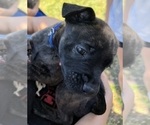 Puppy Blue Mike Mastiff