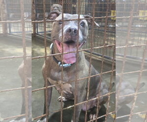 Priscilla - Female American Staffordshire Terrier-Unknown Mix Dog for Adoption - Photo #4