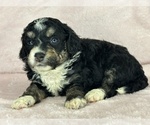 Small Photo #9 Bernedoodle (Miniature) Puppy For Sale in STERRETT, AL, USA