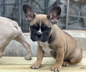 French Bulldog Puppy for sale in JACKSONVILLE, NC, USA