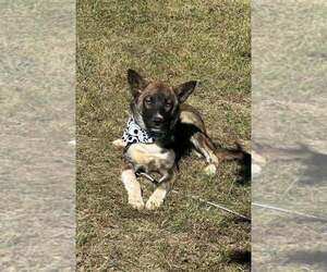 German Shepherd Dog-Unknown Mix Dogs for adoption in Aurora, IN, USA