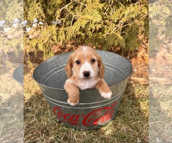 Medium Photo #3 Dachshund Puppy For Sale in MIDDLEBURY, IN, USA