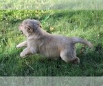 Small Photo #9 Golden Retriever Puppy For Sale in JONES, MI, USA