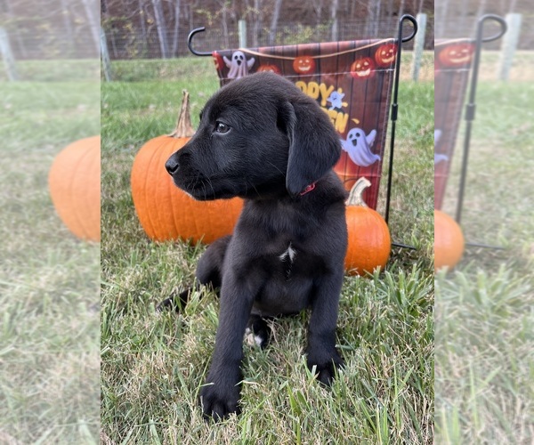 Medium Photo #6 Labrador Retriever Puppy For Sale in NEOLA, WV, USA