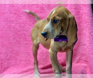 Coonhound Puppy for sale in LANCASTER, PA, USA