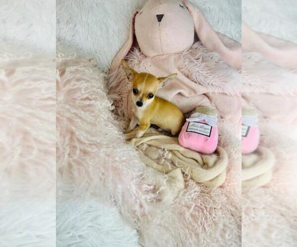 Medium Photo #7 Chihuahua Puppy For Sale in PEMBROKE PINES, FL, USA
