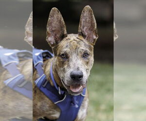 Catahoula Leopard Dog-Unknown Mix Dogs for adoption in McKinney, TX, USA