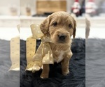 Small #4 Goldendoodle (Miniature)