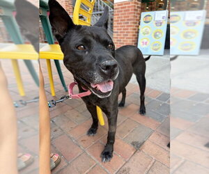 Chinese Shar-Pei-Unknown Mix Dogs for adoption in Fort Collins, CO, USA