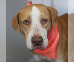 Mutt Dogs for adoption in San Antonio, TX, USA