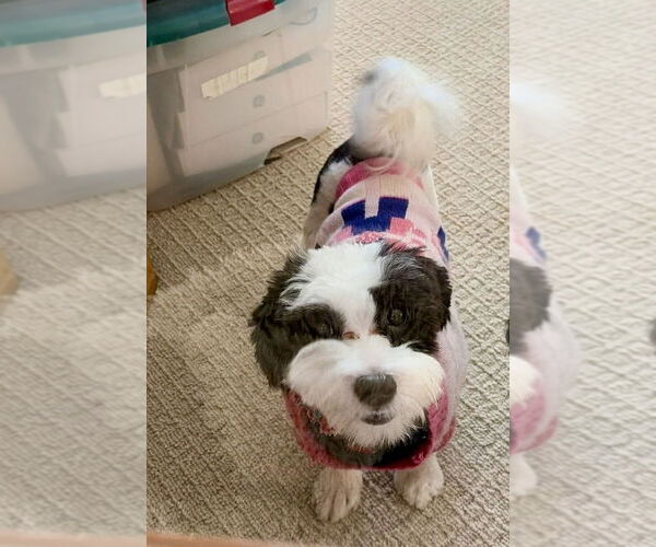 Medium Photo #2 Havanese Puppy For Sale in St. Louis Park, MN, USA