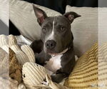 Small American Pit Bull Terrier Mix