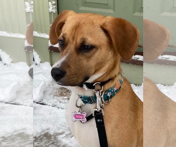 Medium Photo #4 Beagle-Unknown Mix Puppy For Sale in pomfret, CT, USA