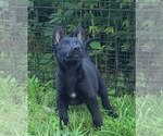 Small #2 German Shepherd Dog