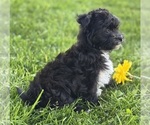 Small #6 Morkie
